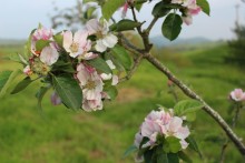 Blosom
