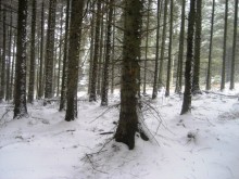 Snow Trees